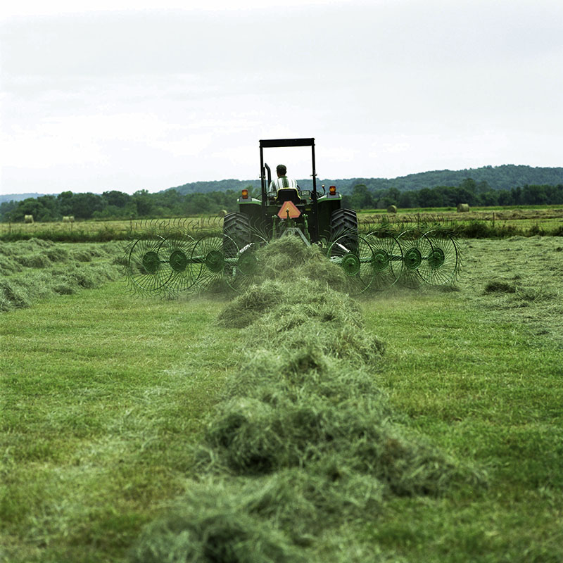 Forage Friday: Timothy Grass – May 8, 2020