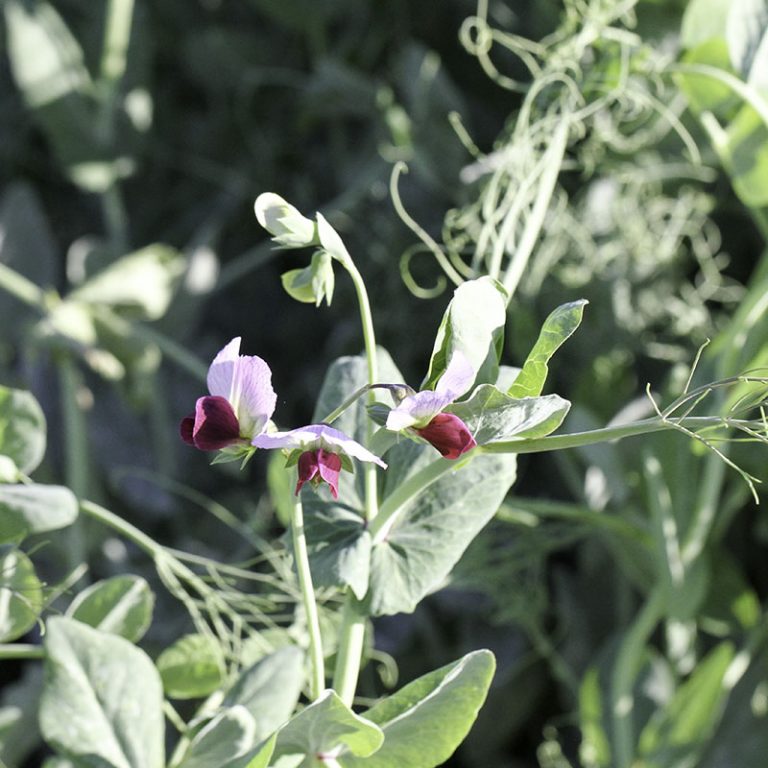 4010 Forage Peas - Best Forage