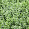 E2 640 Baralfa X42 Hybrid Alfalfa/Tall Fescue Mixture