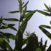 Sunn Hemp - Image 2