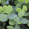 Fixation Balansa Clover