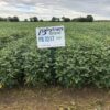 PB 3325 Conventional Soybeans - Image 2