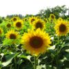 Sunflowers - Black Oil