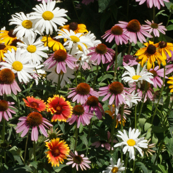 Perennial Wildflower Mix - Best Forage